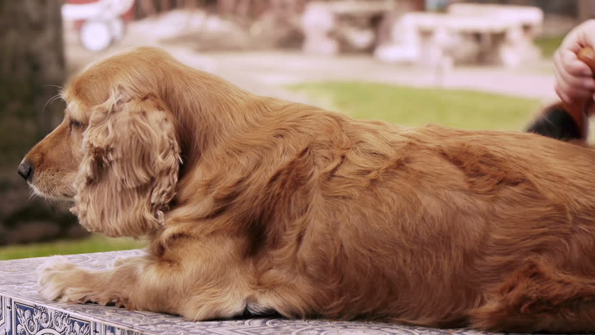 Cocker Dog Grooming Sad (HD). Female English Cocker Spaniel dog being groomed with a brush seen from the side while lying down but exhibiting sadness in the face from being uncomfortable.