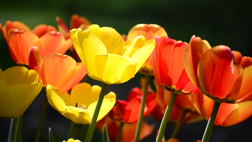 Spring tulips backlit with sunlight and swaying in gentle breeze