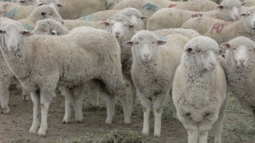 Sheep in corral waiting to be sheared. Livestock ranch harvest wool for textile and industry. Spring chore before lambing season to give animal haircut. Uruguay shearers work fast cut off winter wool.