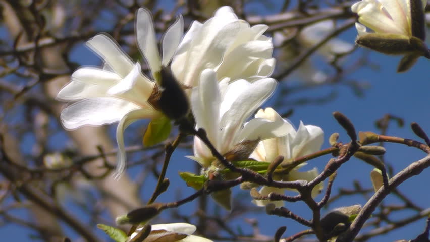 Blossoming magnolia tree