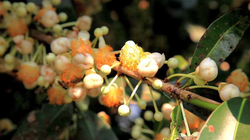 natural pollination