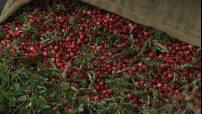 cranberry bag going into crate,Wareham, MA