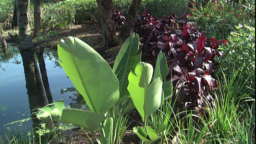 plant with brilliant red flower, Cypress Gardens, FL