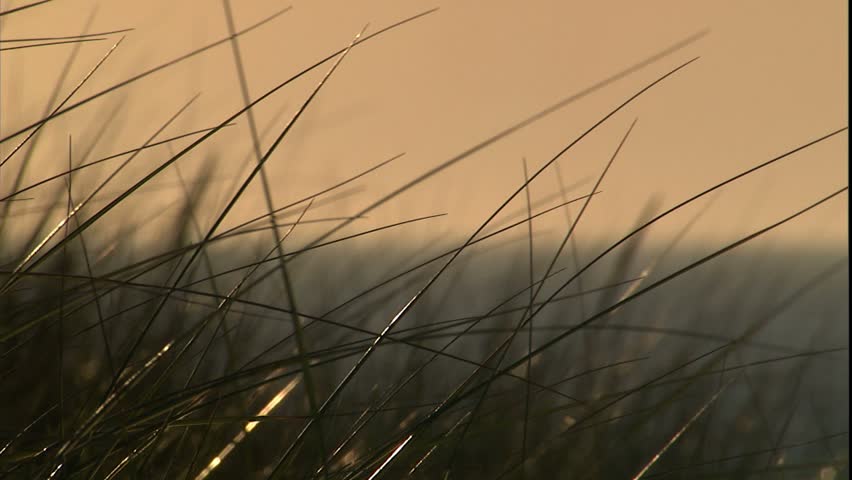 beach grass to sailboat with late afternoon sun glistening from boat through haze