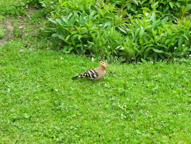 Hoopoe bird feeding on the grass field ,Chinar Island Srinagar - Jammu and Kashmir India
