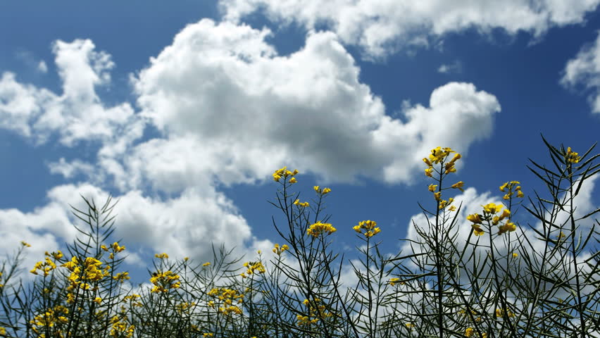 Time lapse of clouds passing over rapeseed flowers