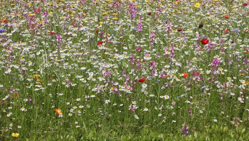 Flower field