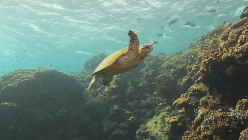 hawksbill turtle swimming on top of the reef