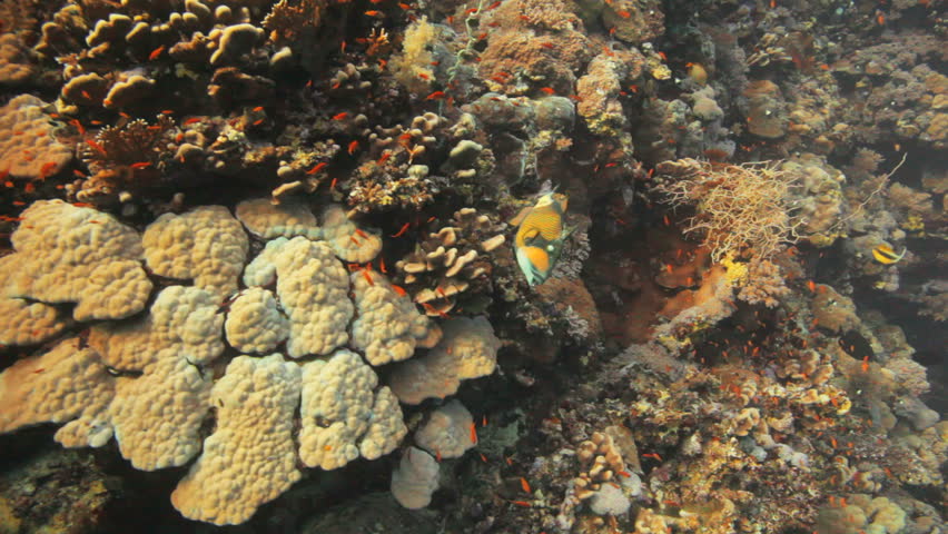 Titan trigger fish swims along the coral reef