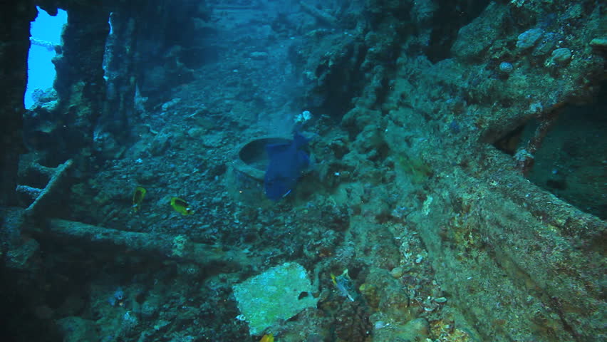 Blue trigger swimming inside the ship wreck