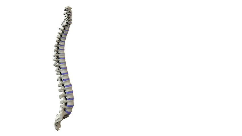 Real human spine turning in seamless loop on white background
