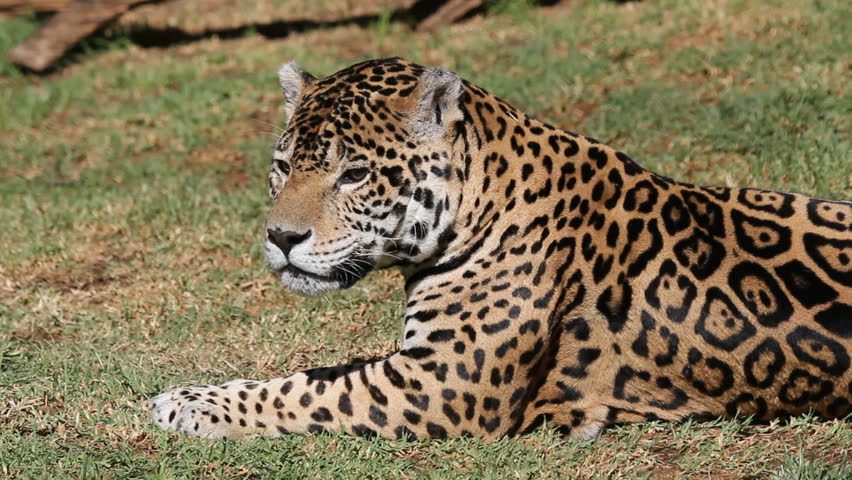 Male jaguar (Panthera onca) lying down and biting at pestering flies