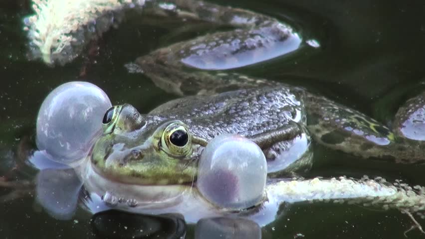Marsh frog swims in the water in the pond