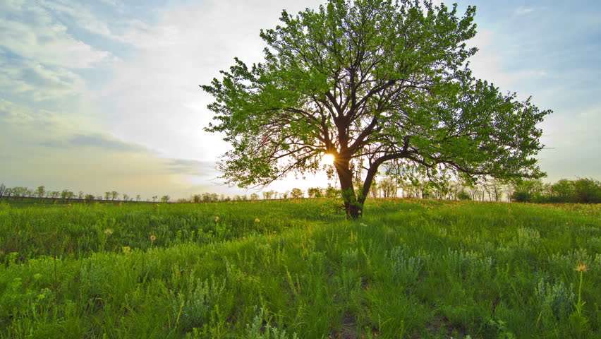 spring landscape