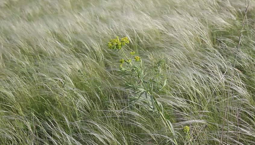 Wild flower on the background of a feather-grass