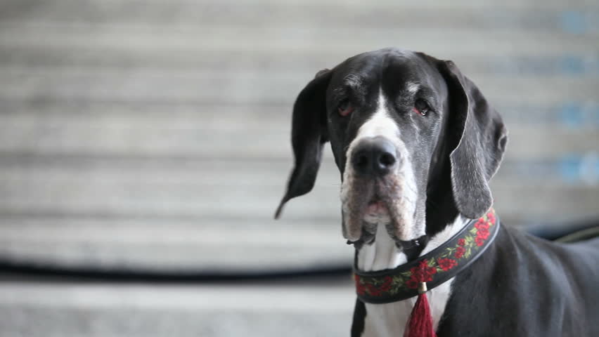 muzzle of a large Great Dane, side view, close-up