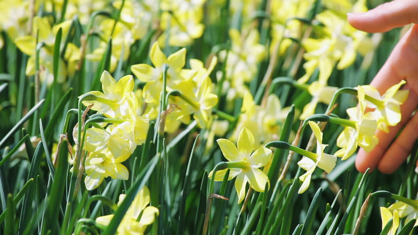 Yellow narcissus flowers caressed by woman hand, closeup view