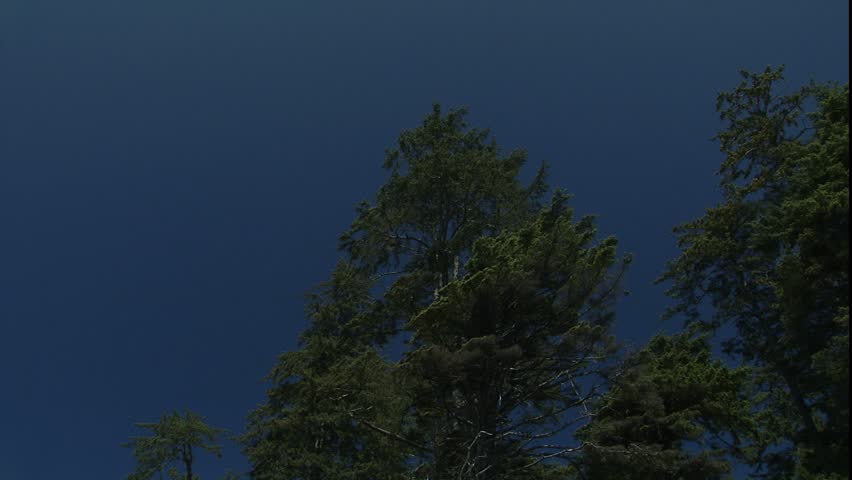 tilt down trees and bluff to reveal wide beach expanse on bright sunny day
