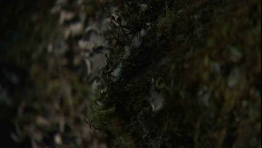 Lichen on rocks