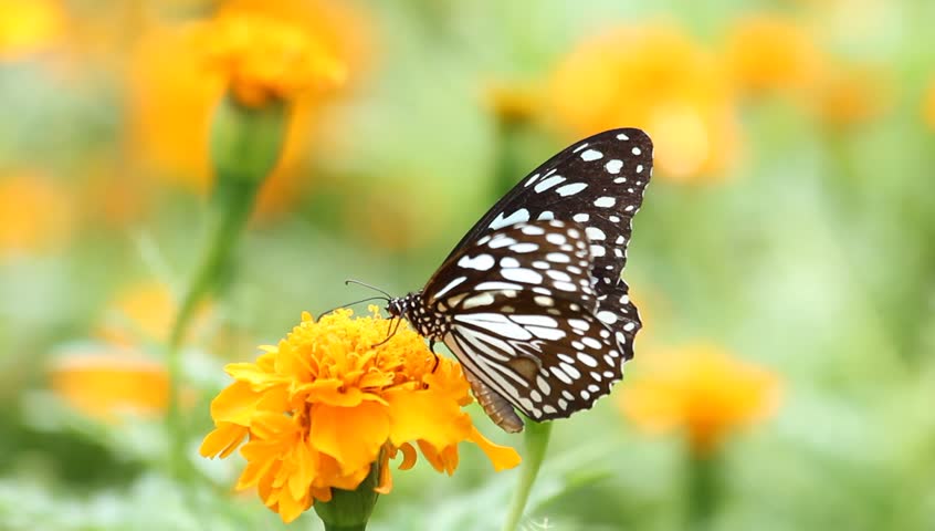 Black butterfly with flowers and with green leaves.