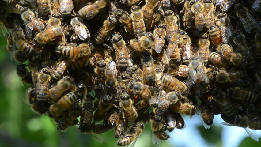 A swarm of European honey bees clinging to a tree