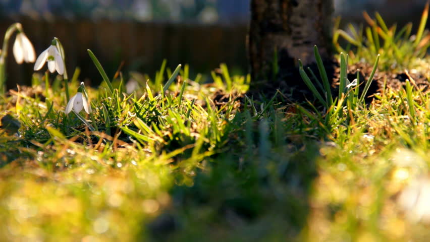 First spring snowdrops from fresh soil. Sunny day. HD1080p. Dolly-shot.