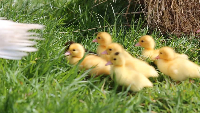 Group of young duckling running in fresh green grass