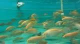 Koi and Tilapia Fish Swimming Underwater in a Tank used for Aquaponic Farming.