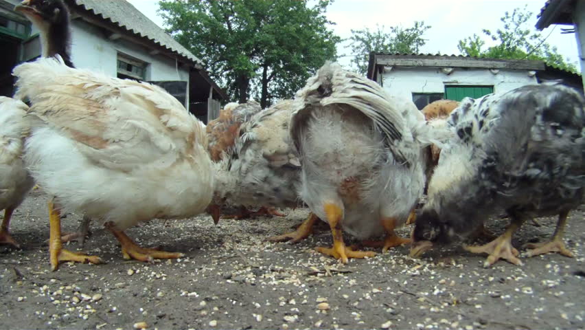 Turmoil in the henhouse.
A flock of chickens eating their food which lies on the floor. Close-up. Lovely chicks.