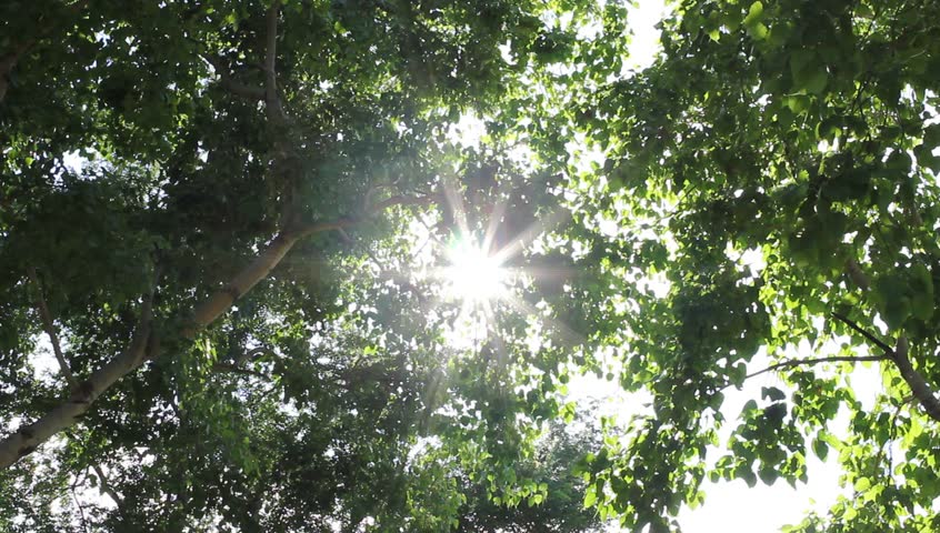 Trees, wind and sun in good weather all the movements.