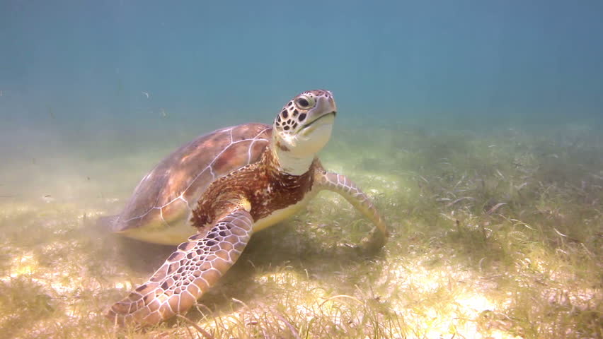 the loggerhead turtle filmed underwater in mexico