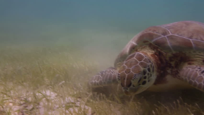 the loggerhead turtle filmed underwater in mexico