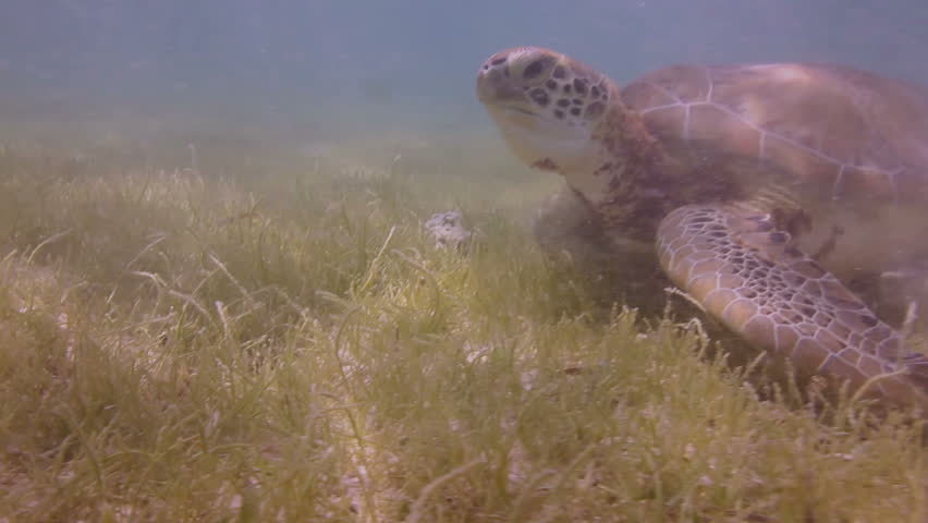 the loggerhead turtle filmed underwater in mexico