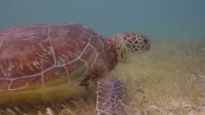 the loggerhead turtle filmed underwater in mexico