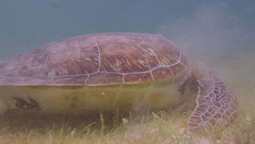 the loggerhead turtle filmed underwater in mexico