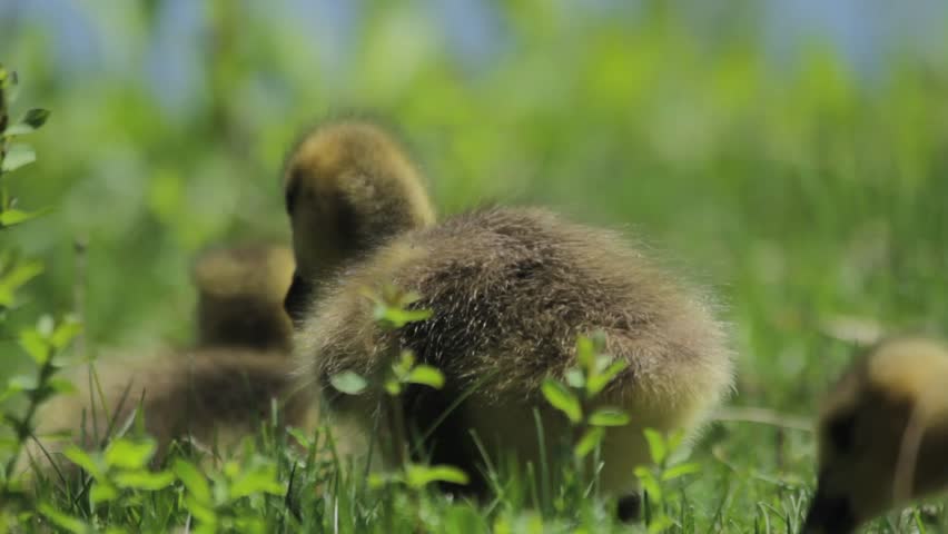 Goose Chicks Grazing in the Background