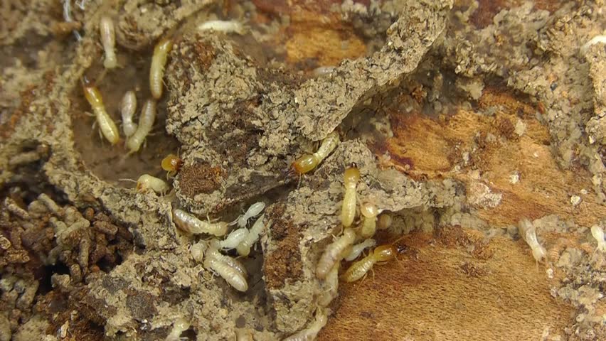 Termites running through tunnels and eating wood.