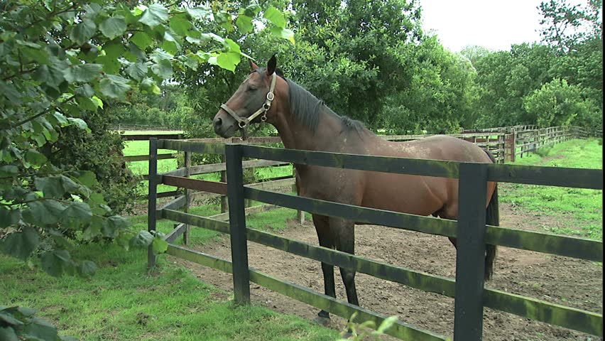 Irish Thoroughbred in paddock