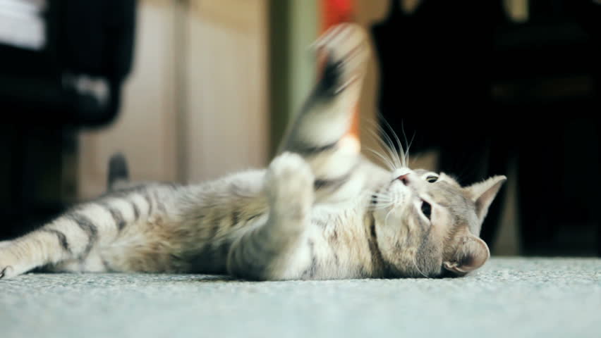 cat playing with yarn