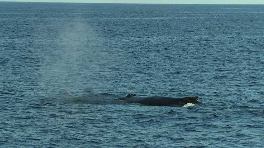 Humpback whale surfaces 3 times then dives
