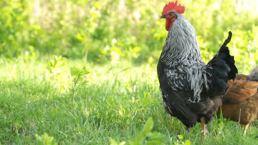 portrait of a colorful rooster