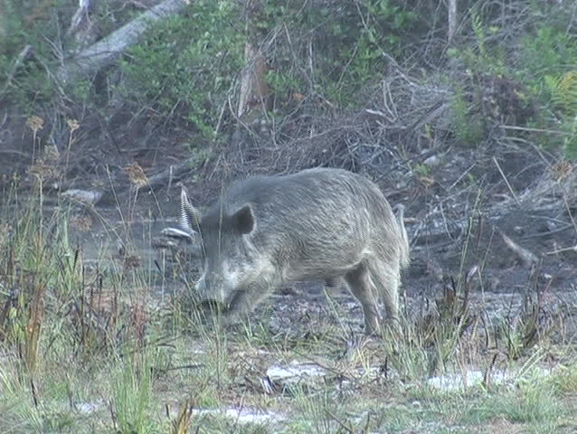 A wild hog roots around in the dirt.