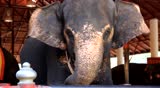 Elephant in captivity