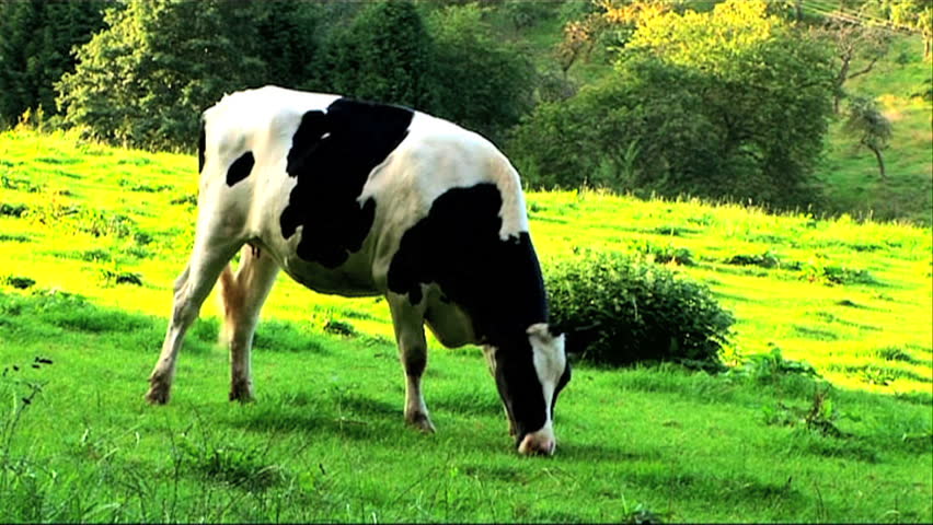 A black & white cow eating green grass