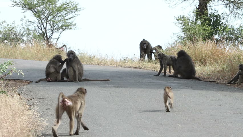 Troop of baboons on the road grooming each other