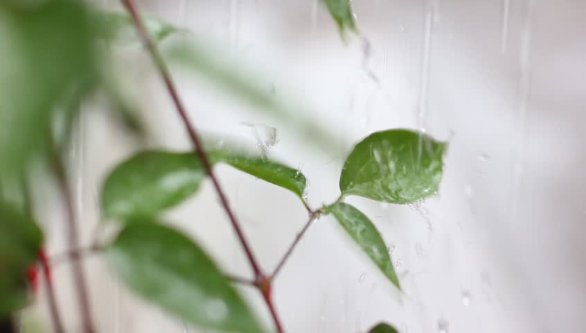 Summer rain