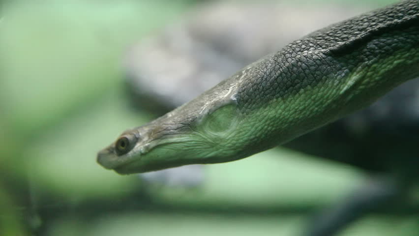 Snake-necked turtle swimming underwater

