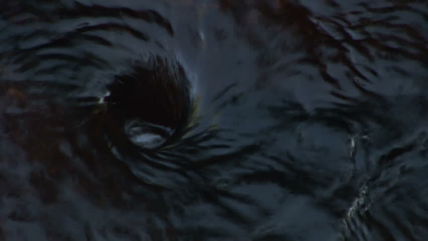 Small whirlpool eddy formed in the Merced river in Yosemite National Park, California. Format: NTSC HDV Compression: MotionJPEG-A Camera: Sony HVR-Z1U Size: 1080i (1920 x 1080) Sound: No
