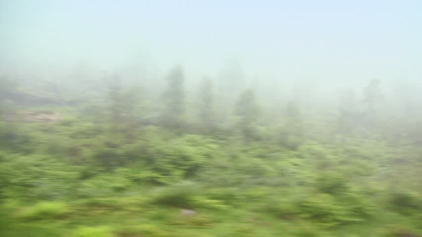 Forest with trees and grass in fog, shown in motion