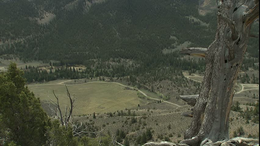Absaroka Mountain valley Juniper in foreground